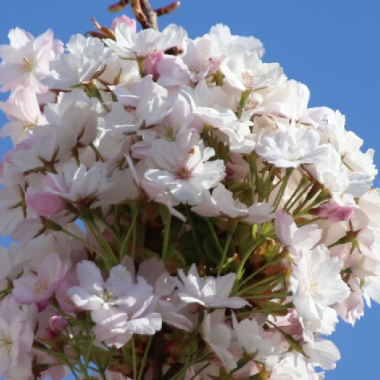 prunus serrulata amanogawa 1